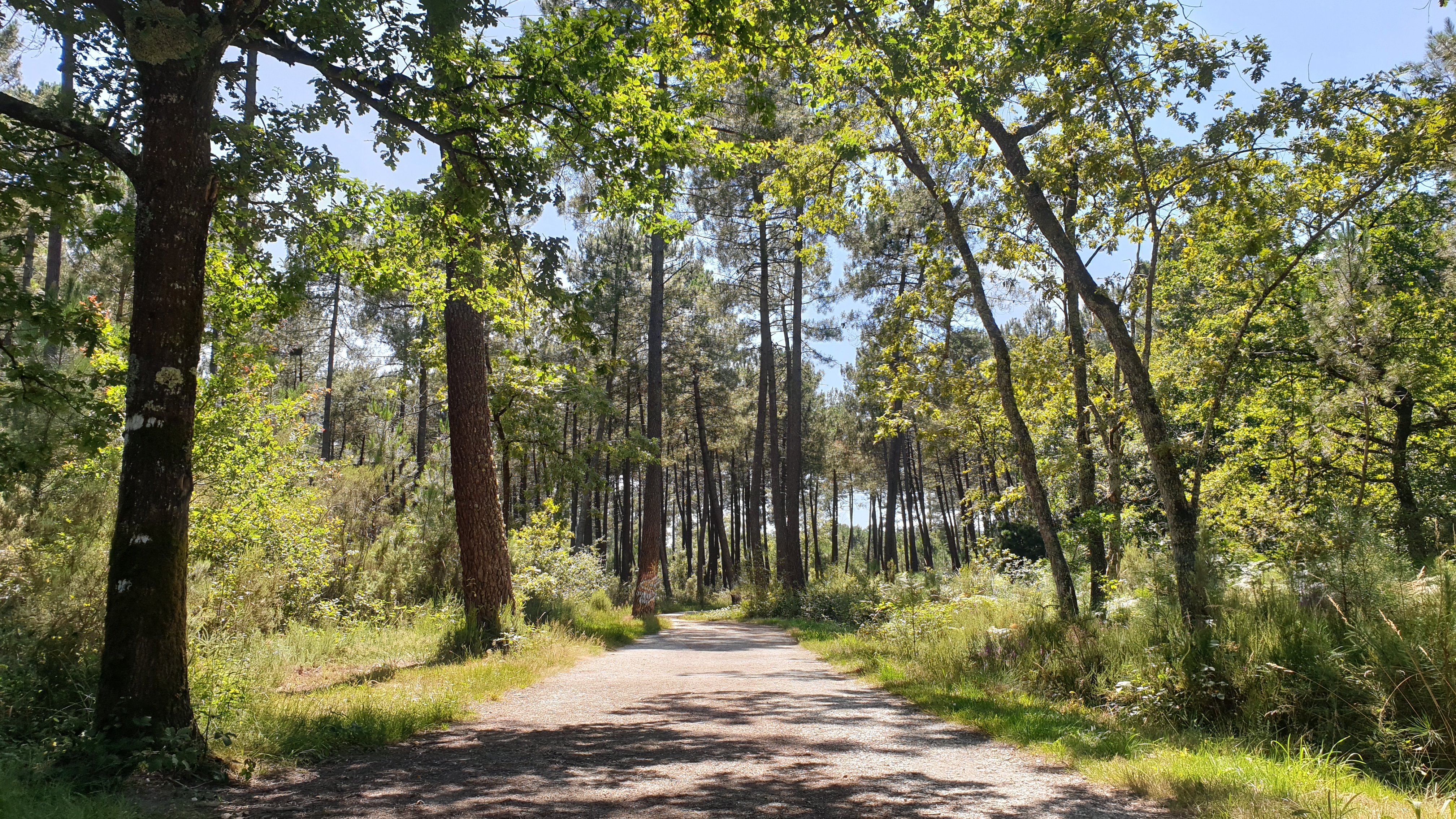 Forêt de Migelane