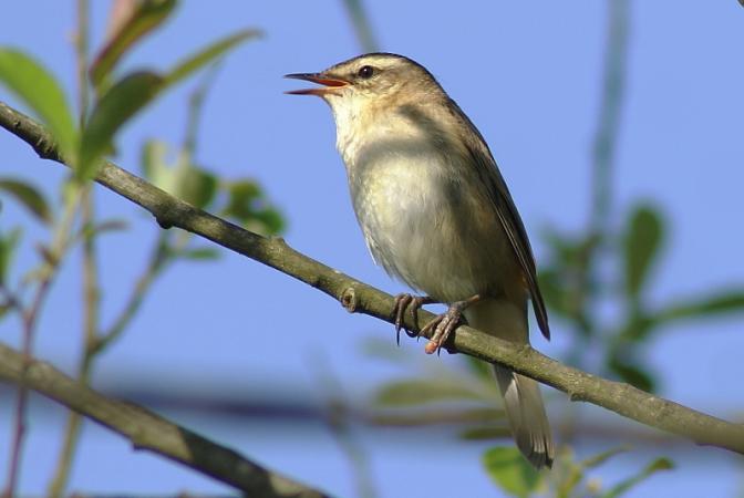 Marais des Brizards
