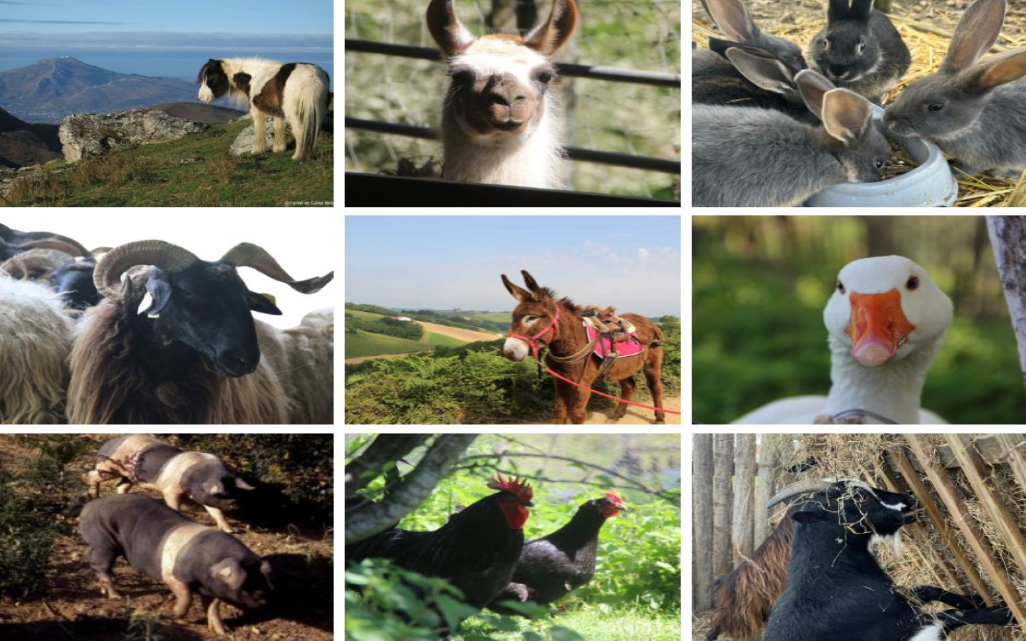 Asinerie de Pierretoun - Ferme Découverte