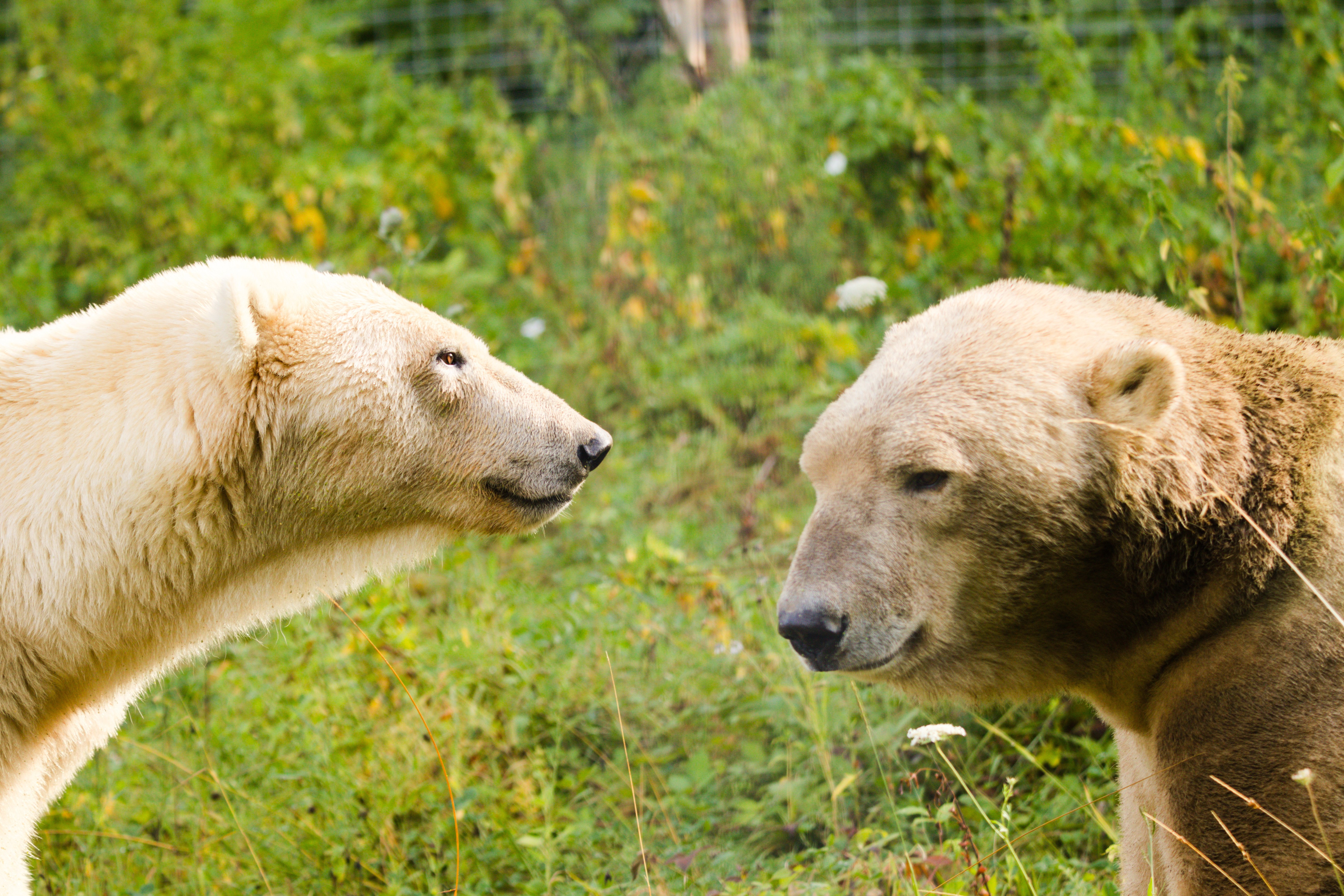 Parc Zoo du Reynou