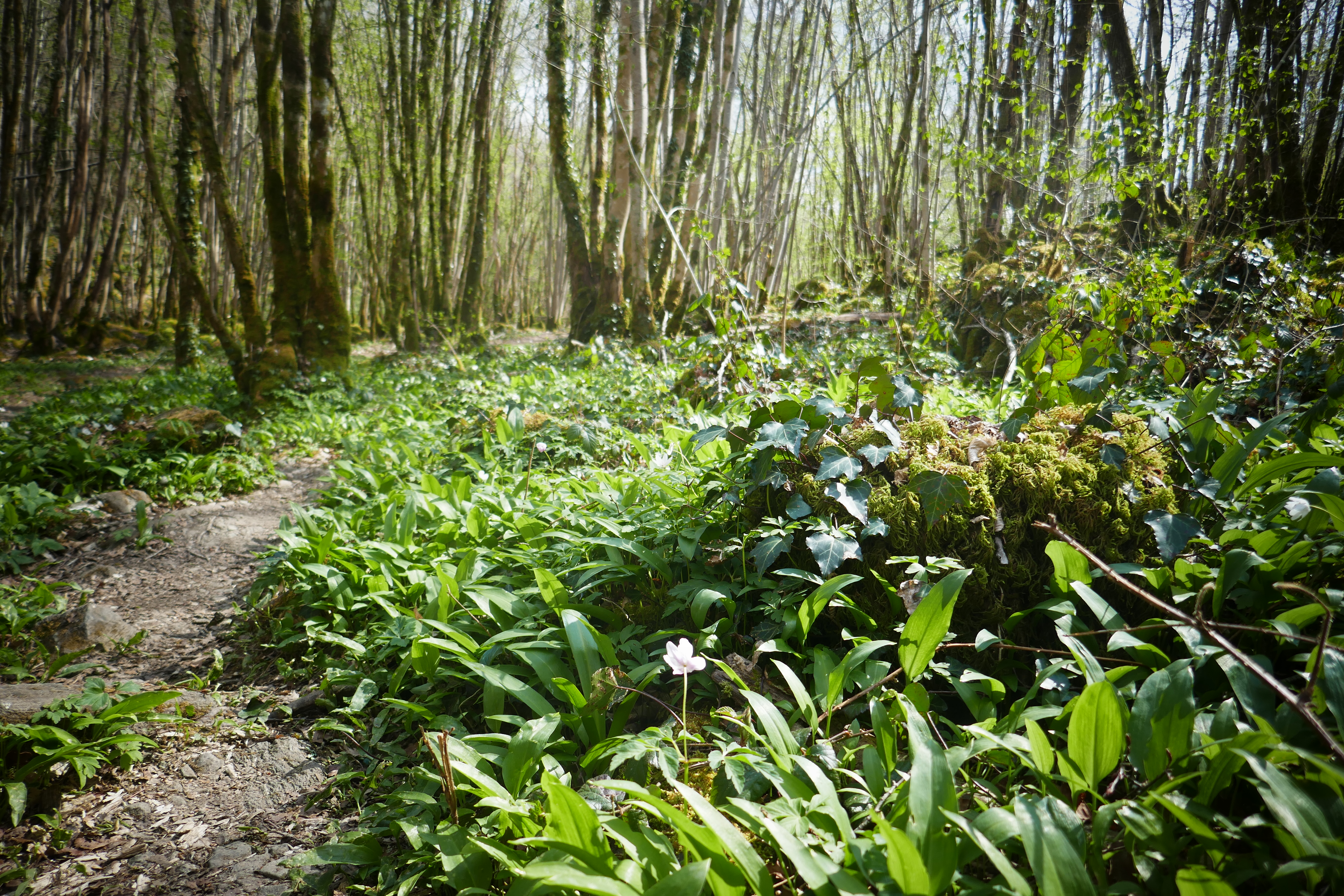 Enquête dans la forêt d'Epagne