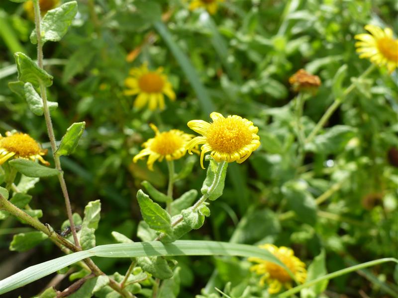 Flore