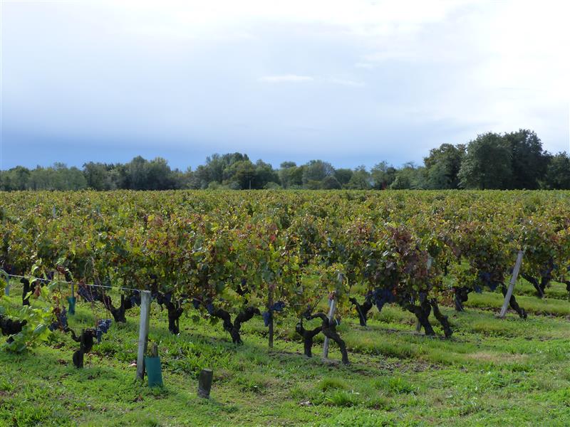 Vignes Valeyrac