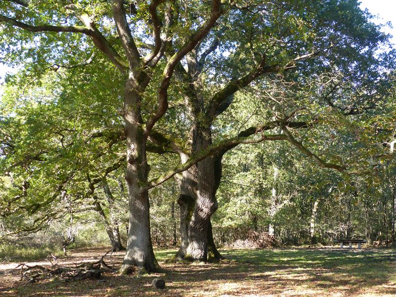Conférence des humains et des arbres