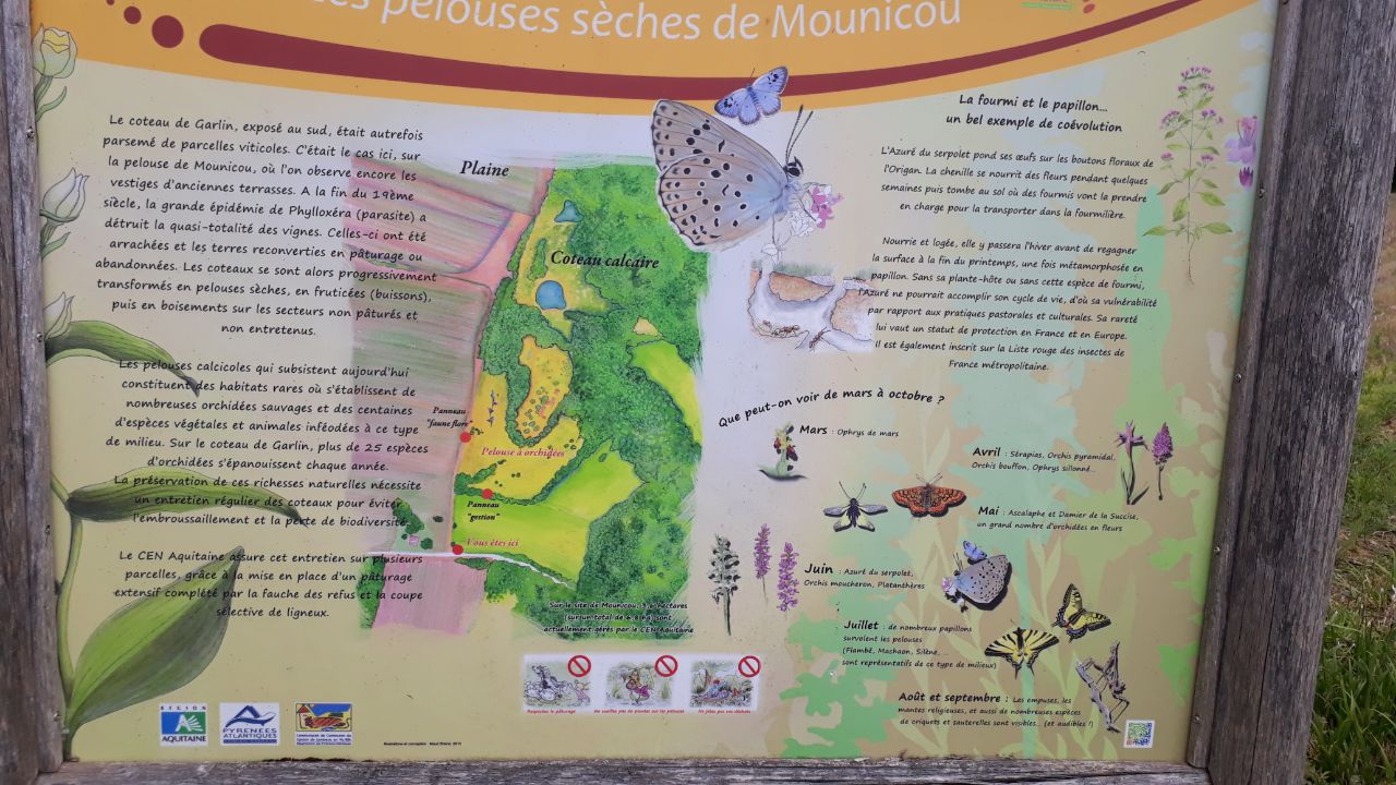 Pelouses sèches à orchidées