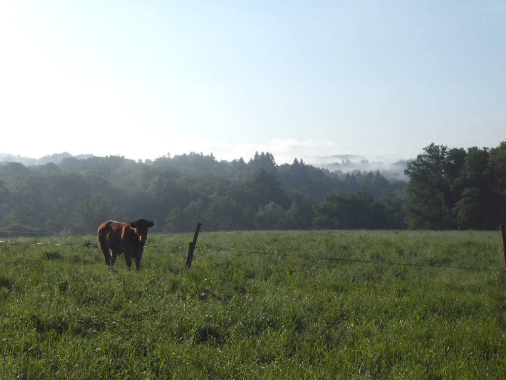 GAEC de Laubanie - éleveurs et paysans boulangers, Saint-Bazile - photo 3