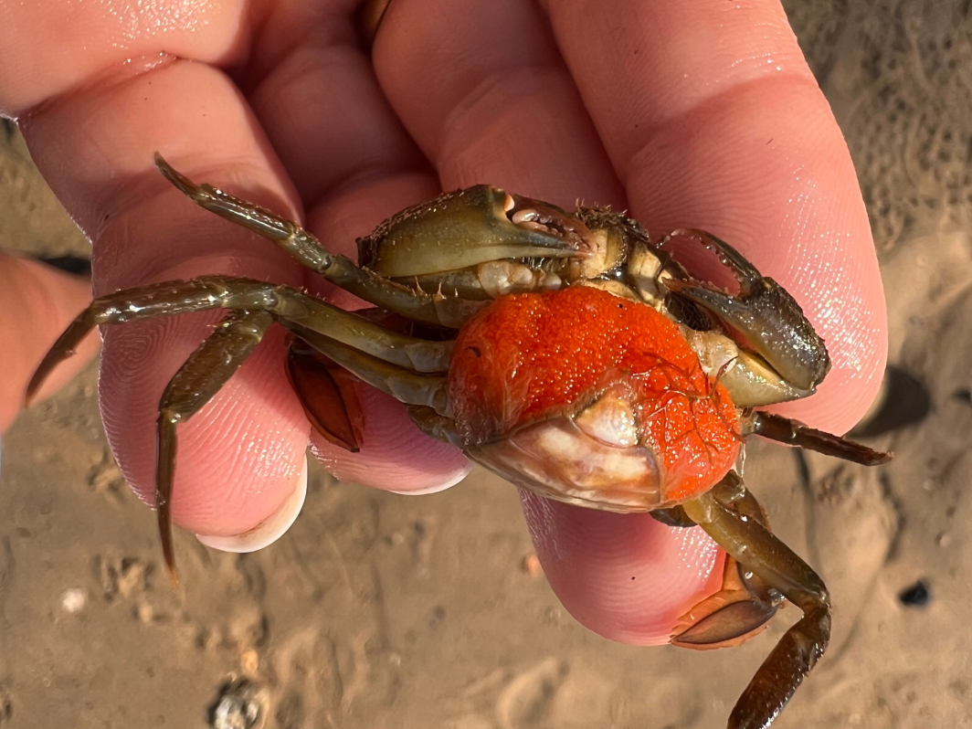 Atelier de pêche à pied