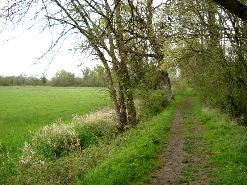 Bocage humide des bords de Garonne