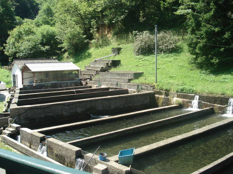 La Truite du Torrent