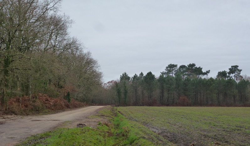 Track in the forest