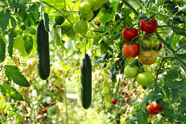 Ano potager