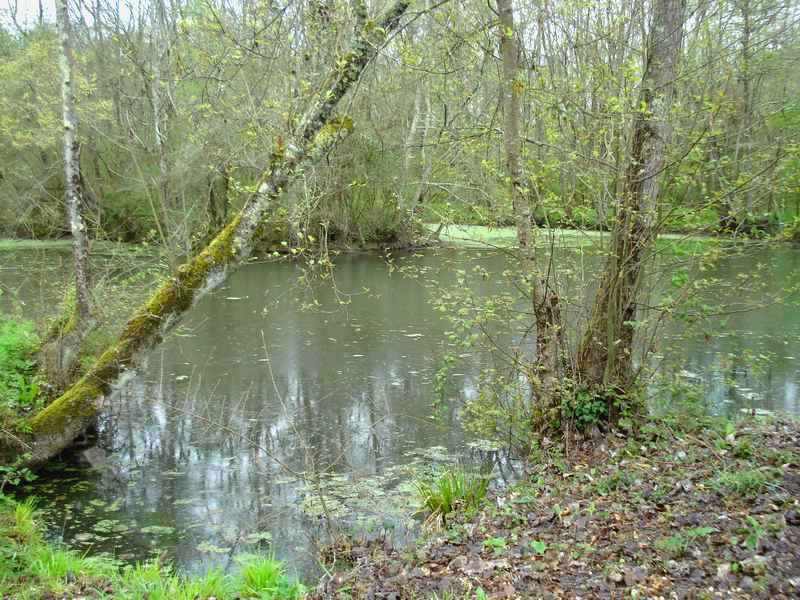 Bocage humide des bords de Garonne