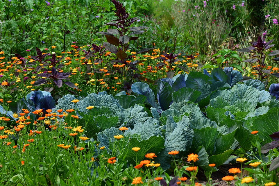 Ano potager - photo 2