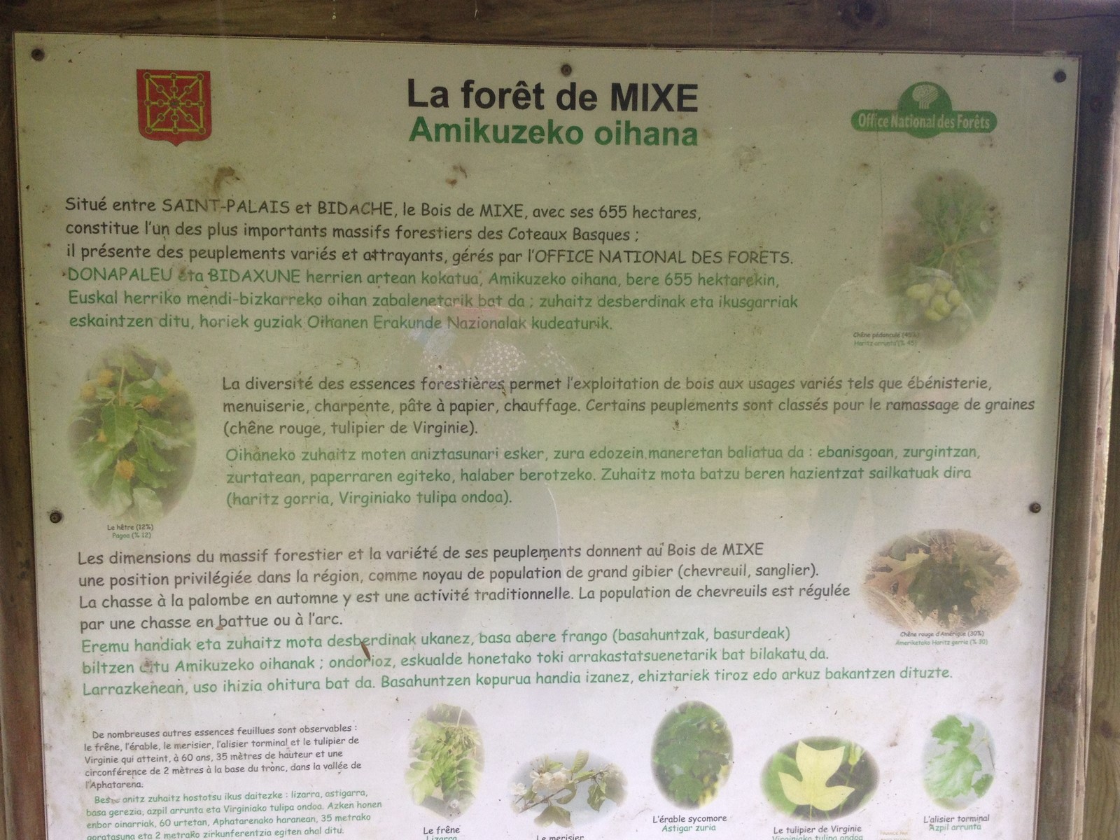 Bois de Mixe