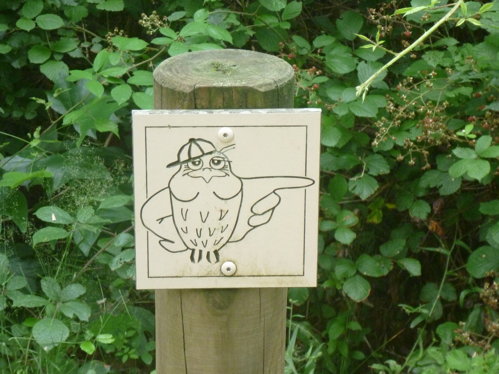 Bois de Mixe