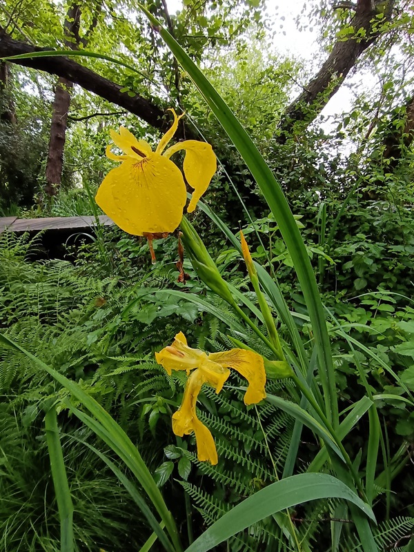 Réserve Naturelle Nationale de l'Étang de la Mazière