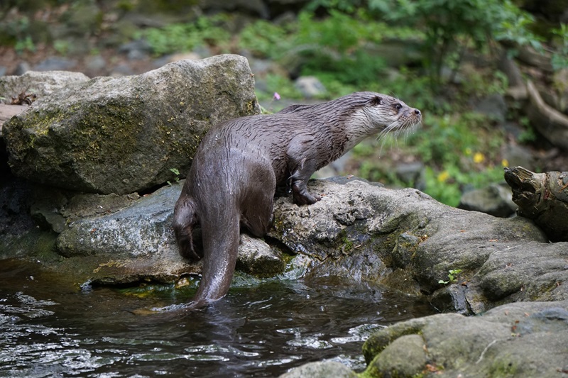 Réserve Naturelle Nationale de l'Étang de la Mazière