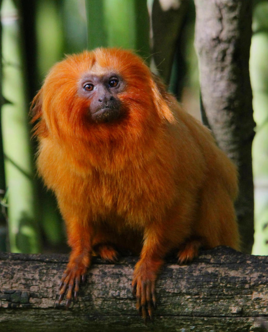 Réserve Zoologique de Calviac