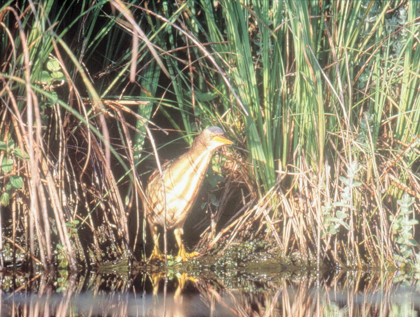 Réserve naturelle Courant d'Huchet