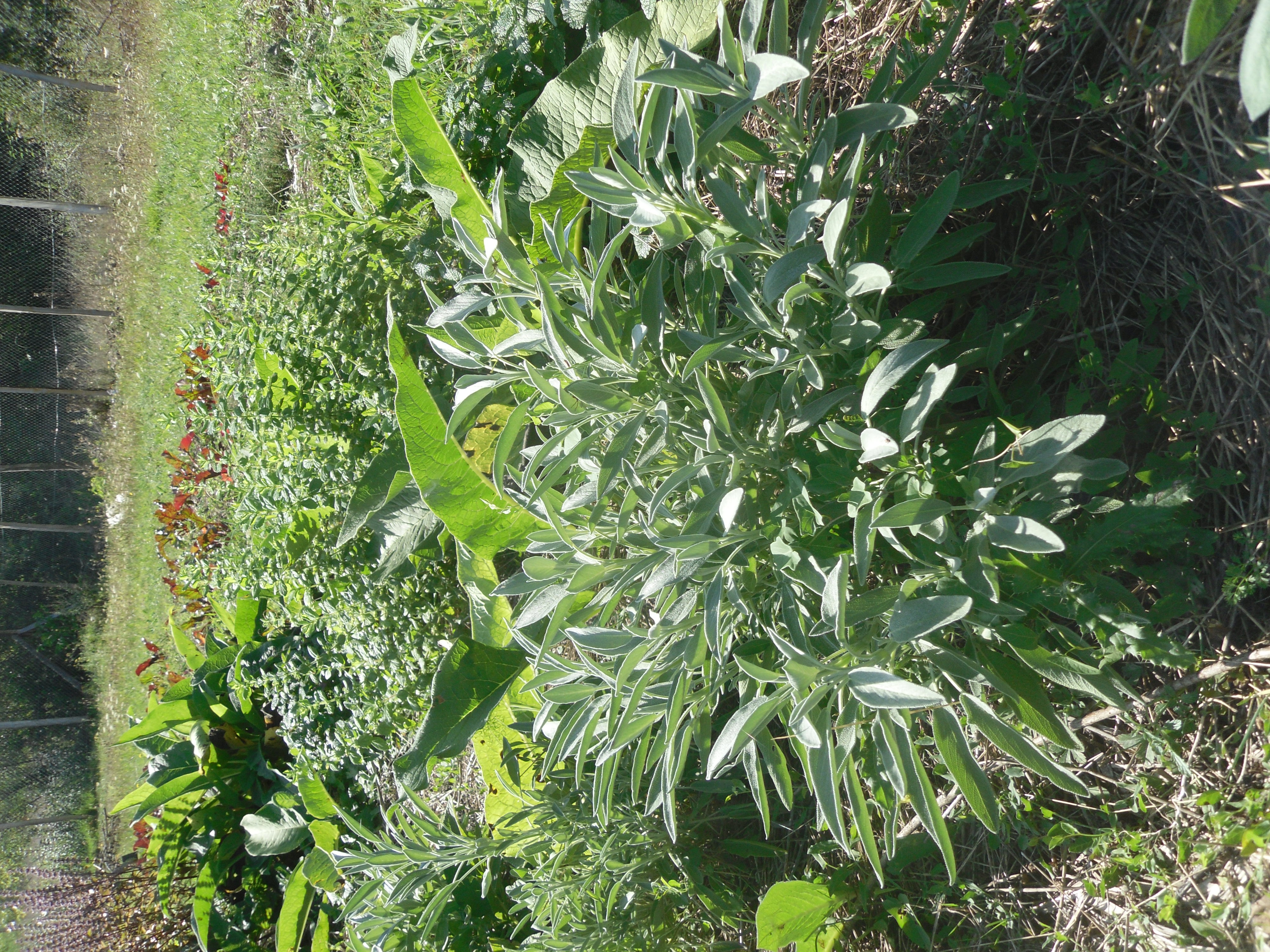 Graines d'Olive - photo 3