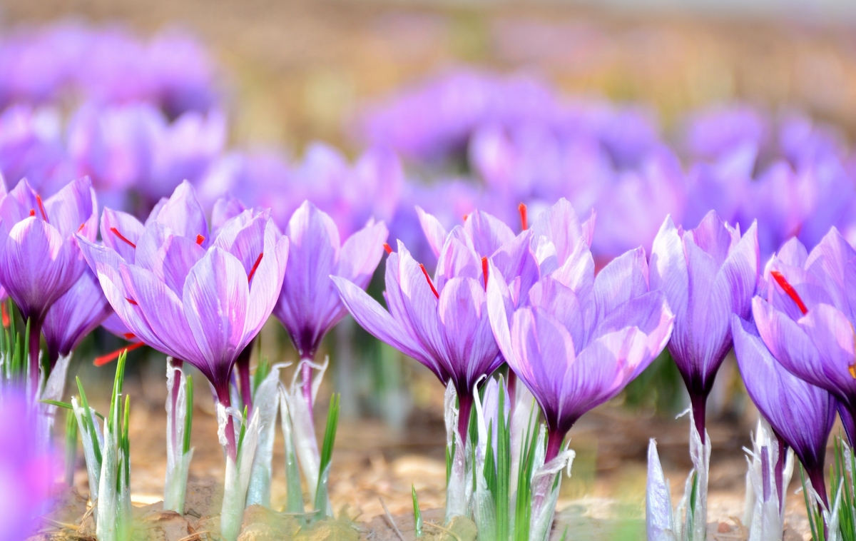 Safran du domaine de la Roche