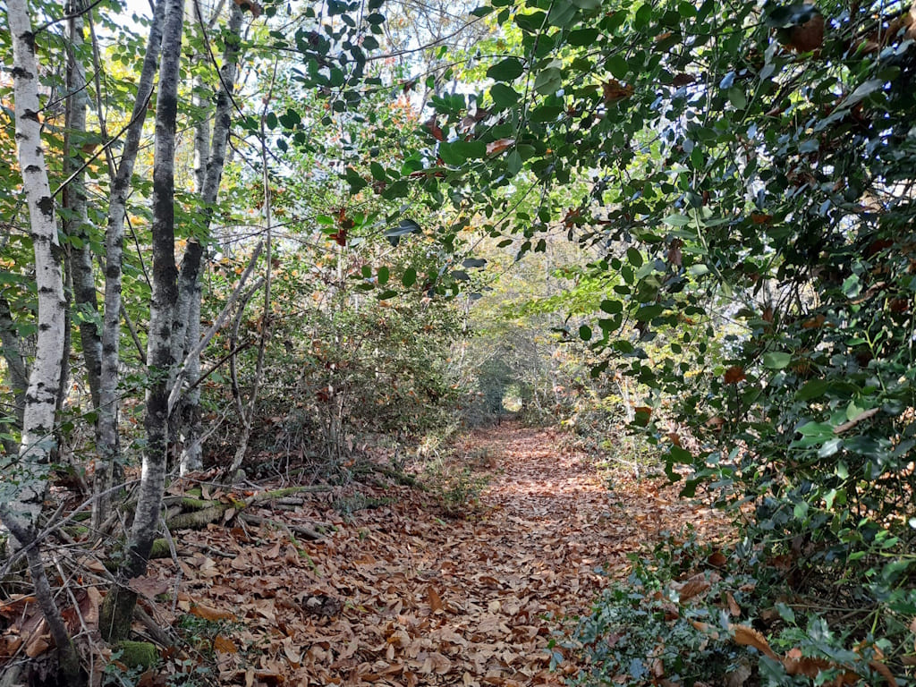 Forêt communale de Lifarnet