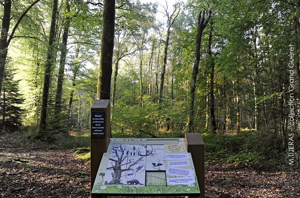 Sentier découverte de la Forêt de Chabrières
