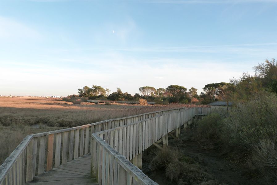 Le sentier du littoral de Gujan-Mestras