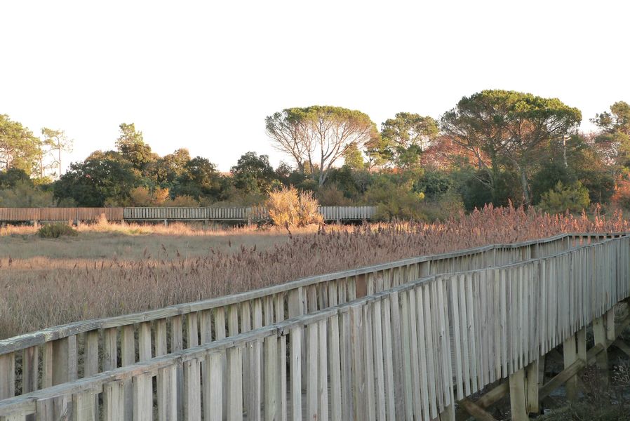 Le sentier du littoral de Gujan-Mestras
