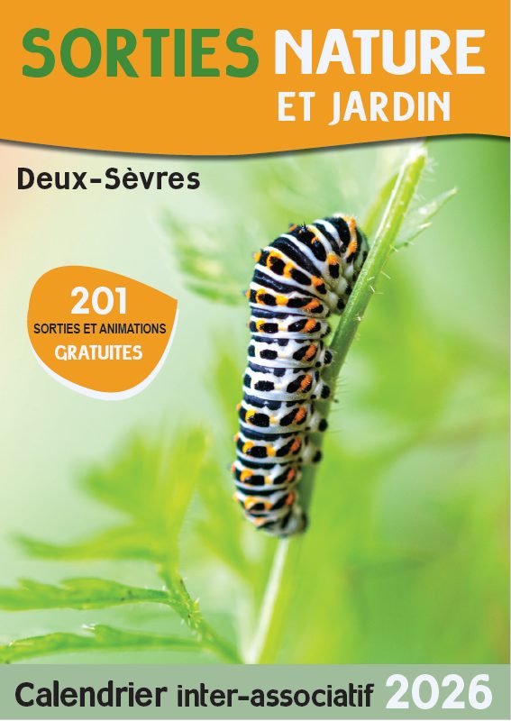 SORTIES NATURE : CRÉER UN JARDIN REFUGE À ABEILLES SAUVAGES