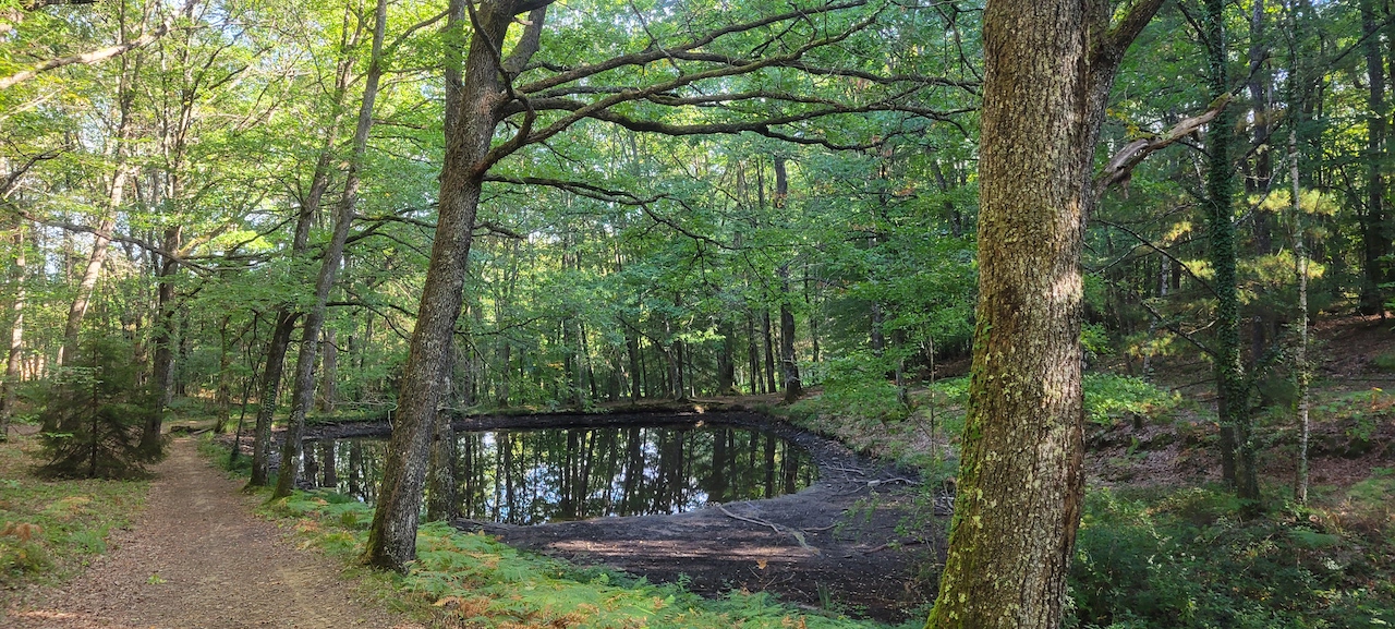 Forêt des Loges