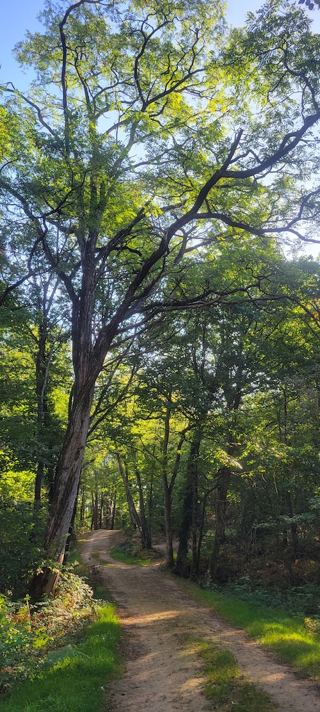 Forêt des Loges