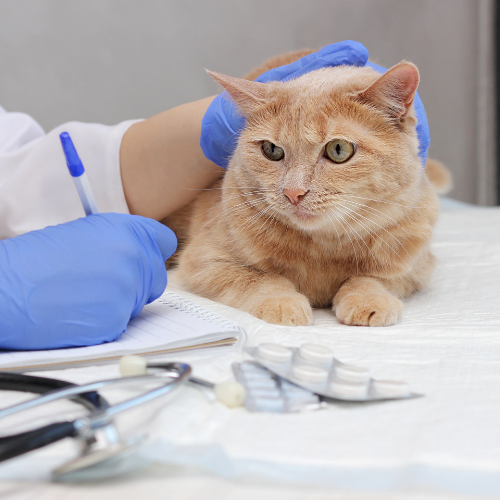 Clinique vétérinaire Delmas de Grammont