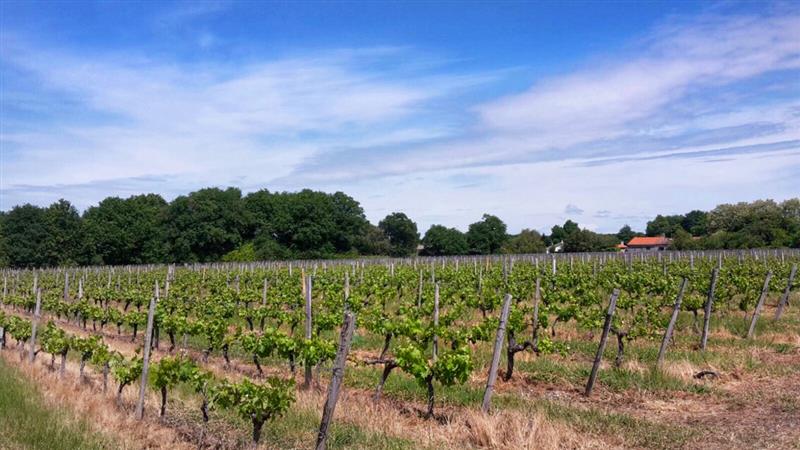 Vignes Jau-Dignac-et-Loirac - © Médoc Atlantique (1)