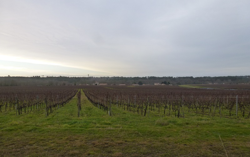 View of the vineyards and water tower of Reignac