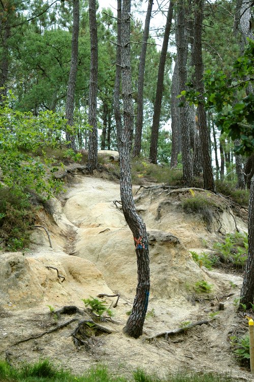 Forêt de la Double