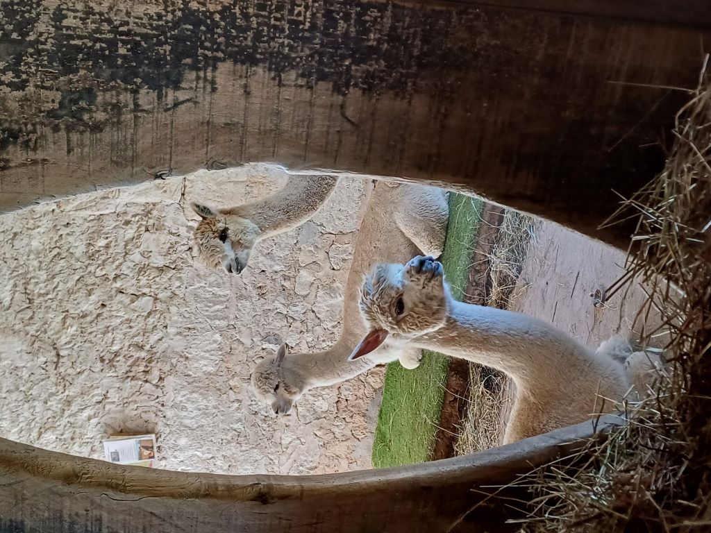 Les alpagas de Mon Pérou