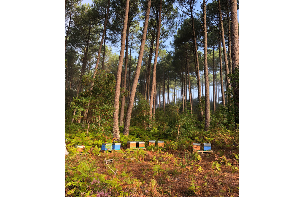 Apis Mellona - photo 3