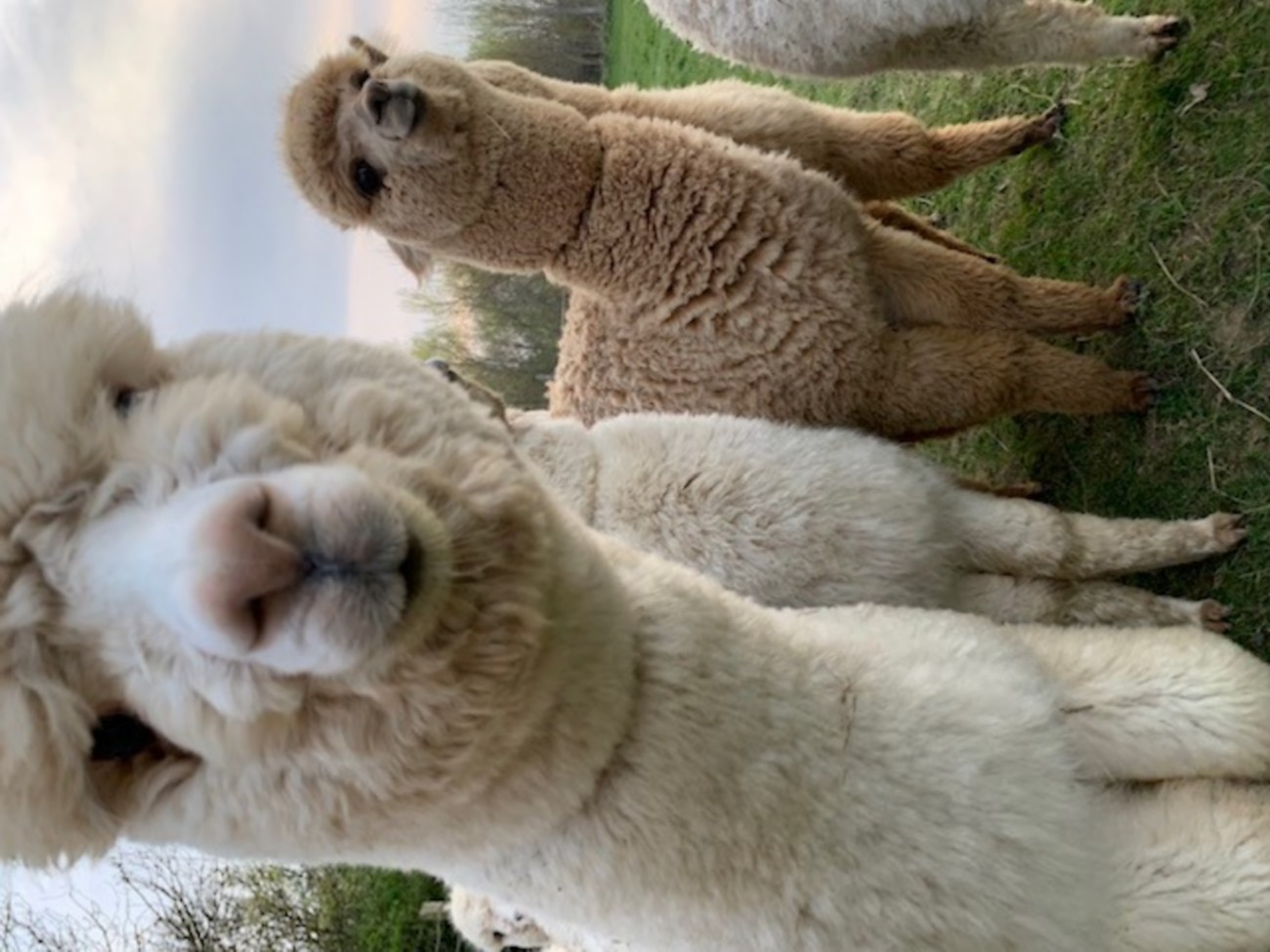 Argentonnay Alpacas