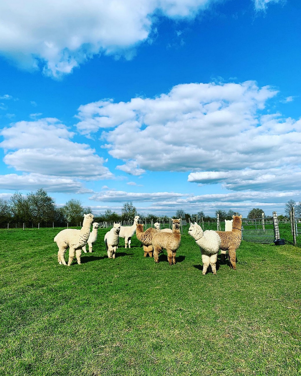 Argentonnay Alpacas