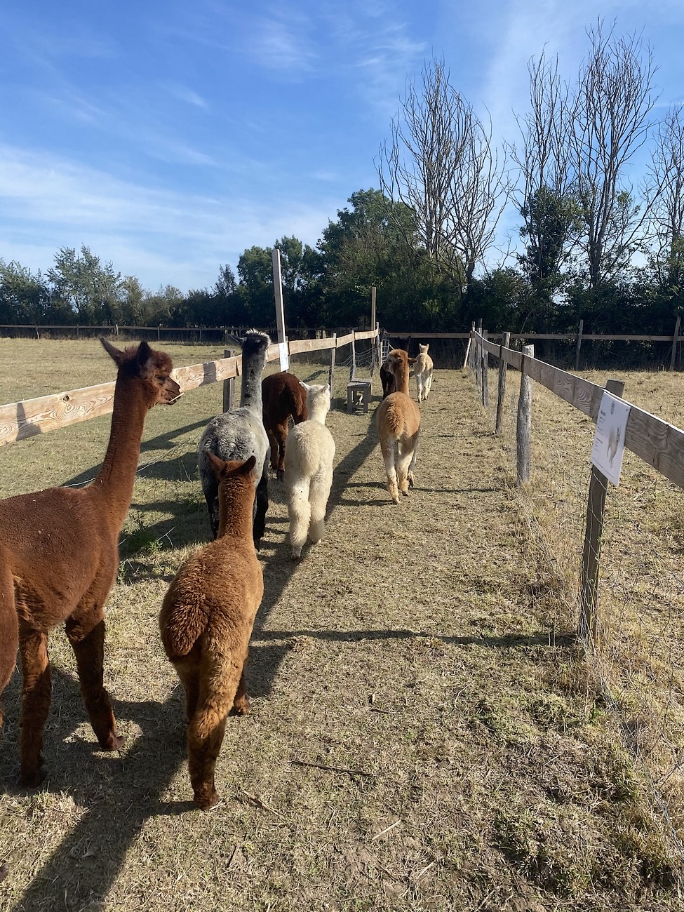 La Petite Ferme d'Alpagas Sanzay