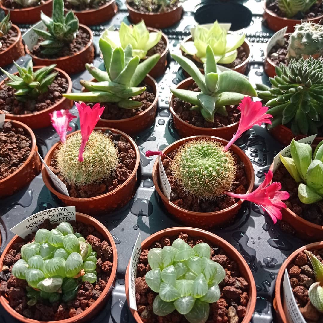 Au cactus médocain