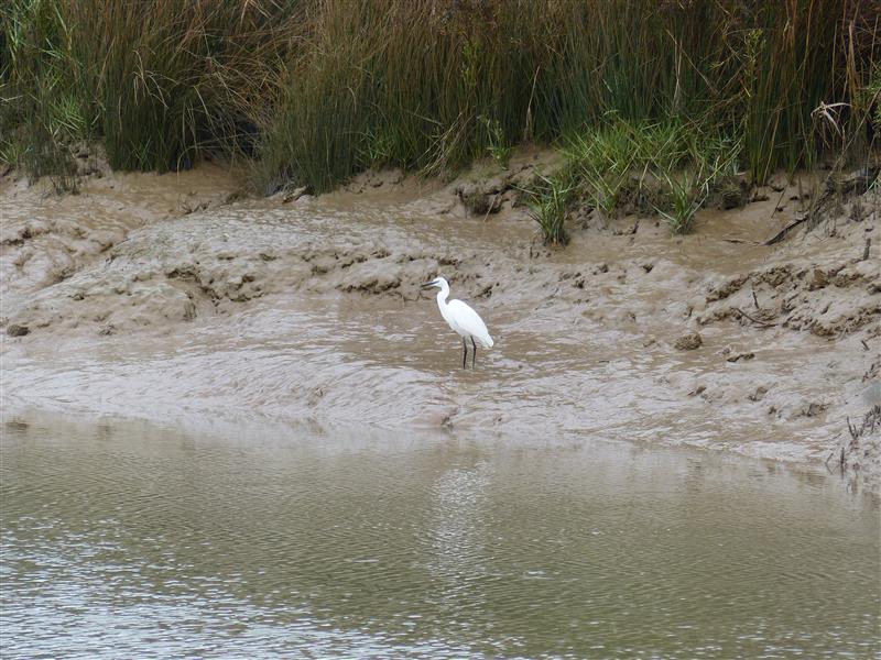 avifaune - aigrette - OT Médoc Atlantique