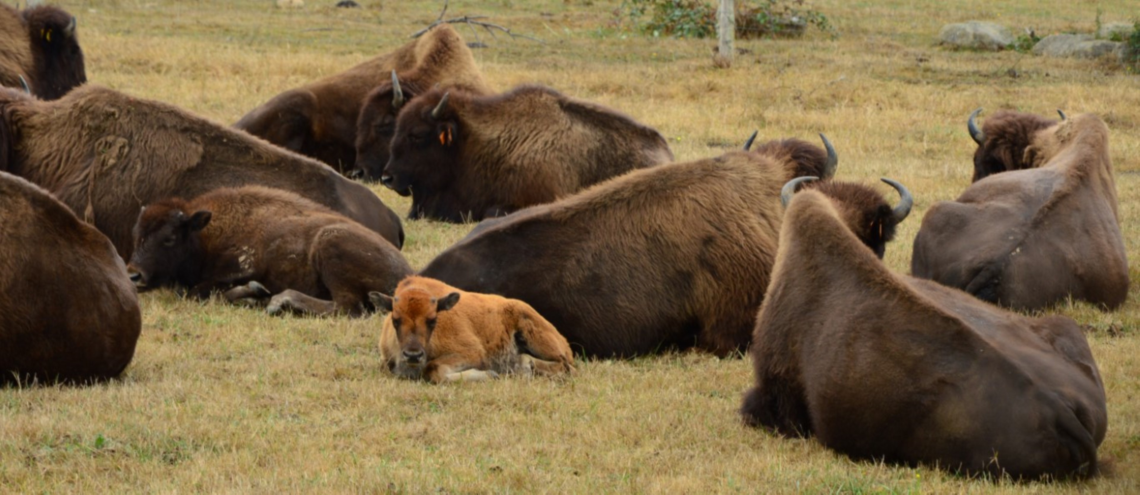 Elevage de bisons du palais