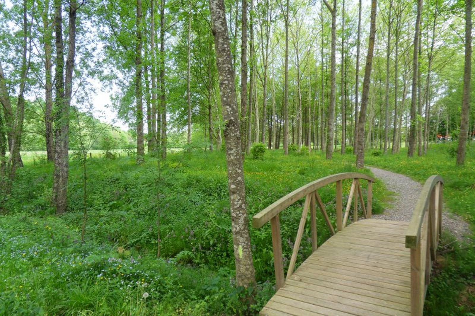 Bois de la ville