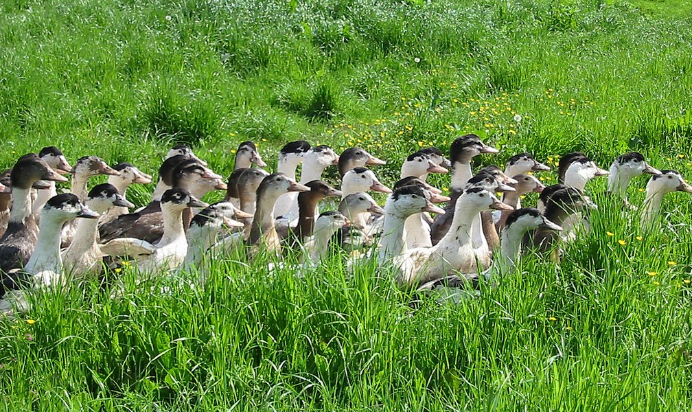 Ferme Moulié - photo 3