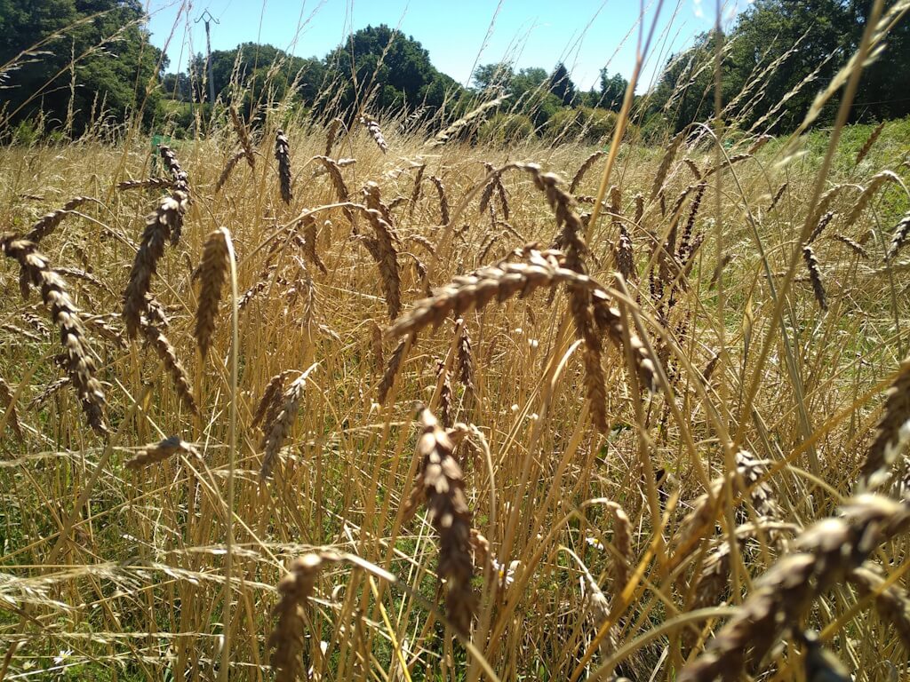 Les Jardins de Matulia, Saint-Mathieu - photo 5