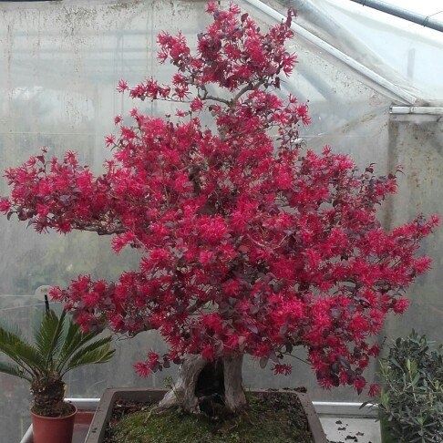 Pépinières Chapelle