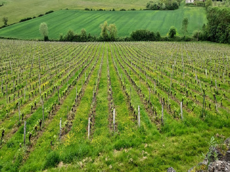 Château Sauvagnères