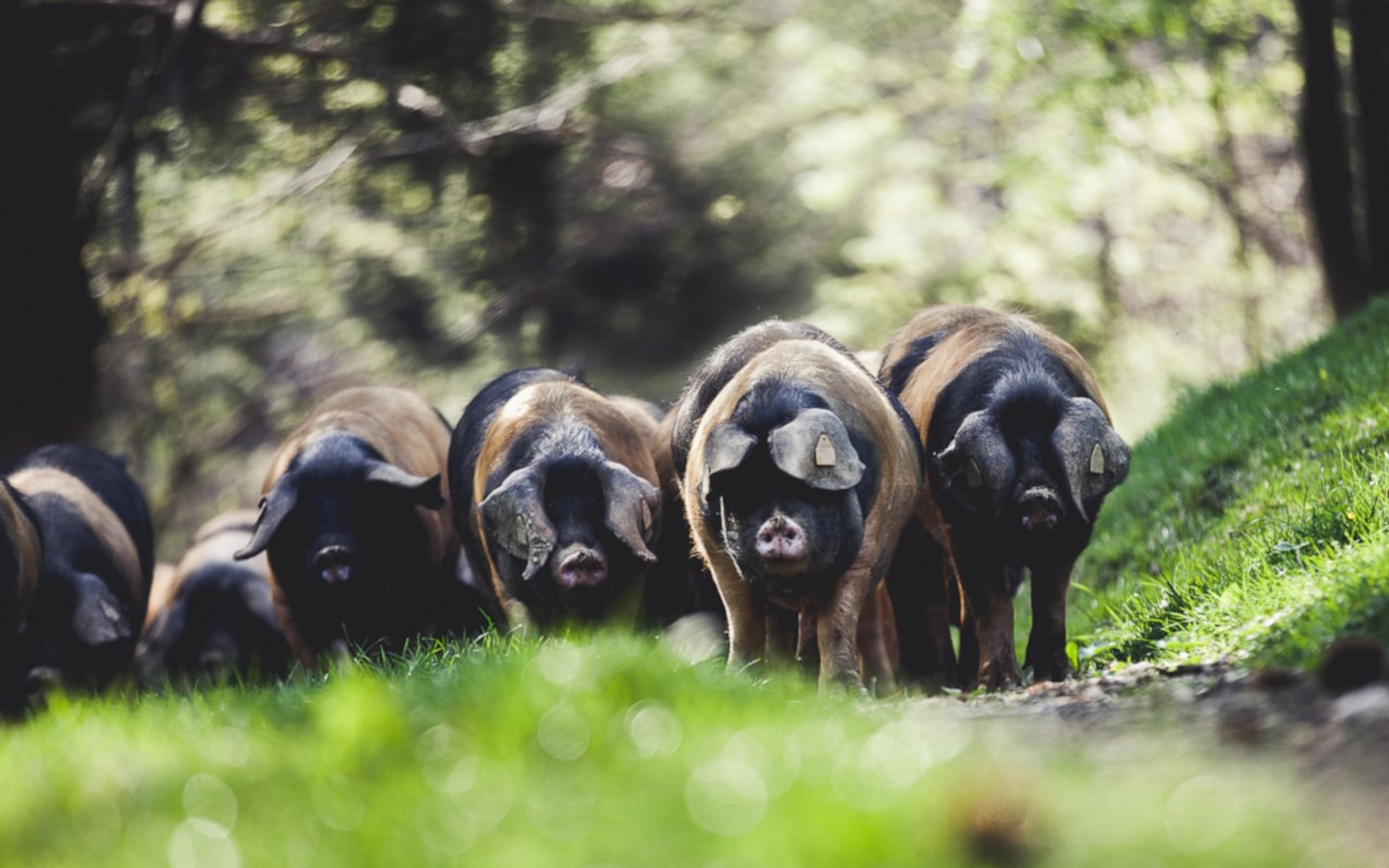 Belaun - Magasin de producteurs fermiers